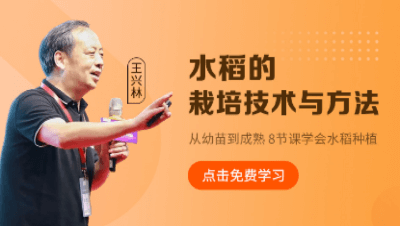 水稻的栽培技术与方法